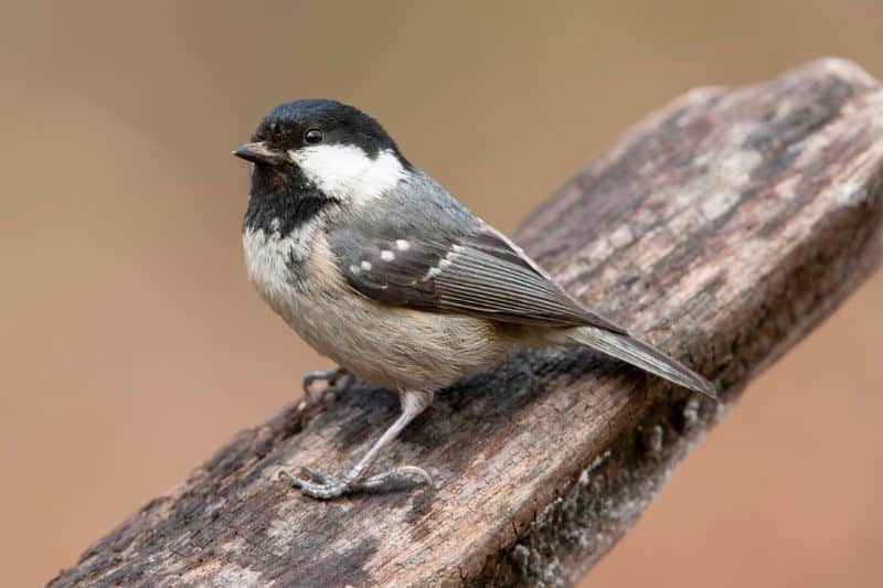 Tannenmeise (Periparus ater)