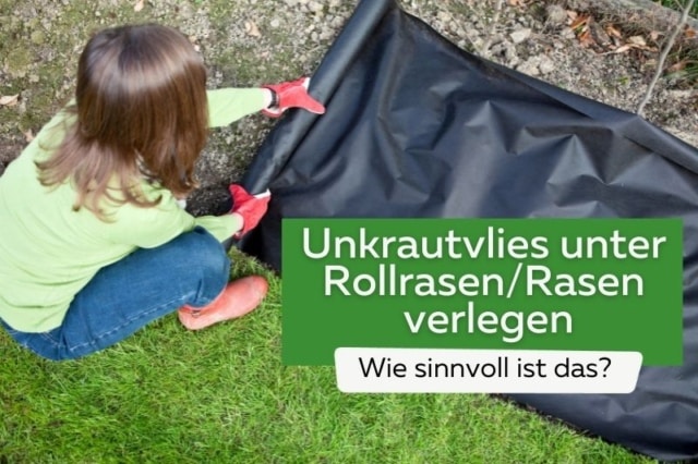 Wie lange sollte man Rollrasen nicht betreten?