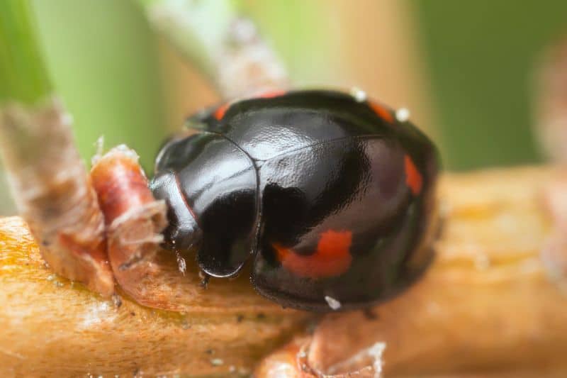 Vierfleckiger Kugelmarienkäfer (Brumus quadripustulatus)