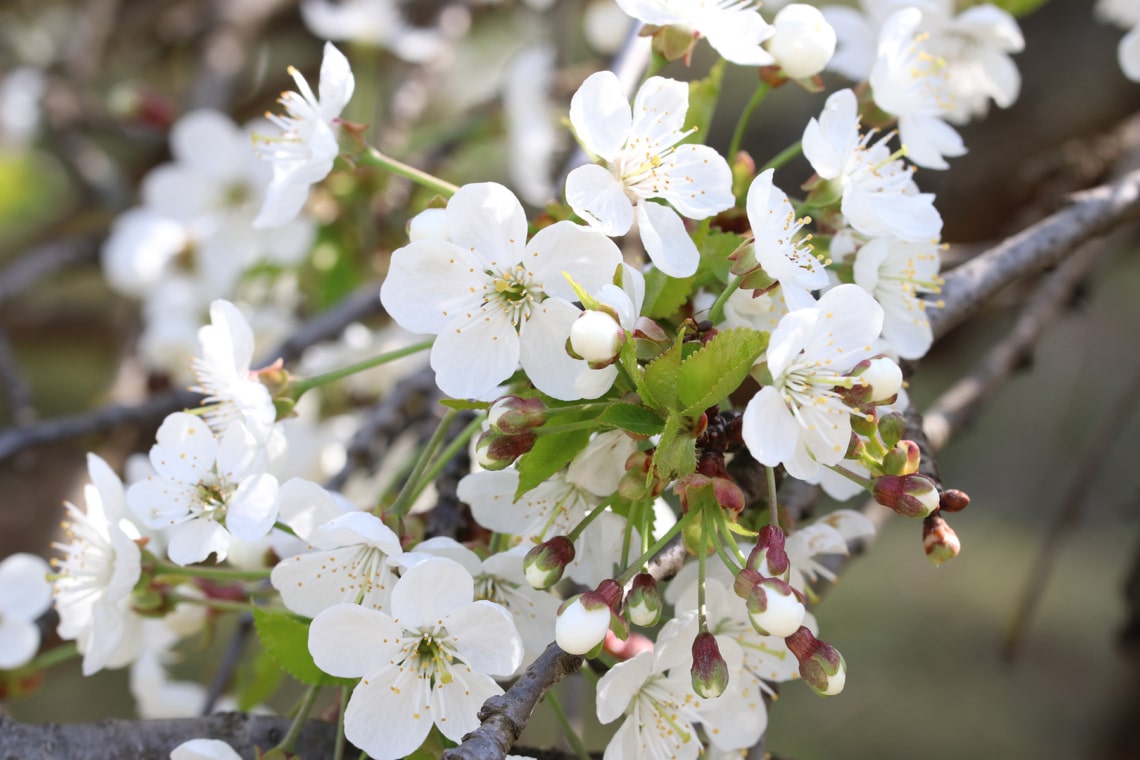 Vogel-Kirsche (Prunus avium)