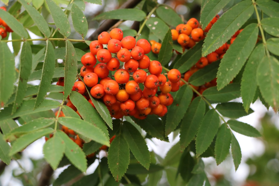 Vogelbeere (Sorbus aucuparia)