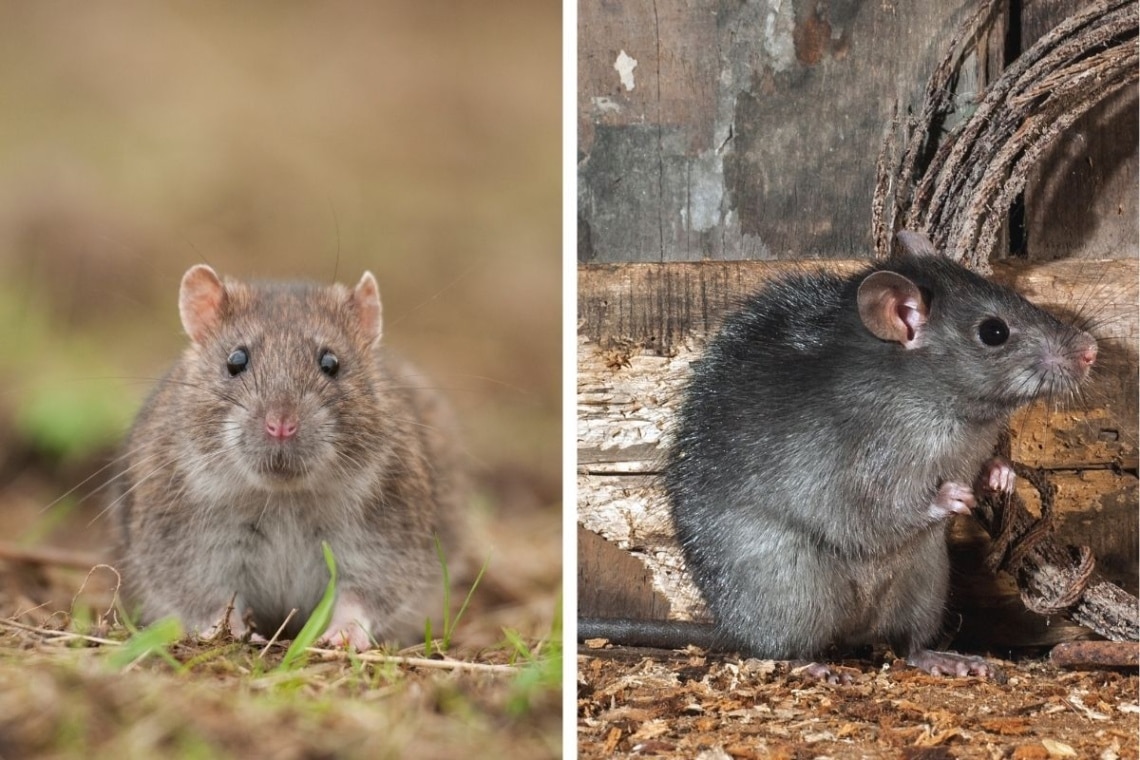 Wanderratte (links), Hausratte (rechts)