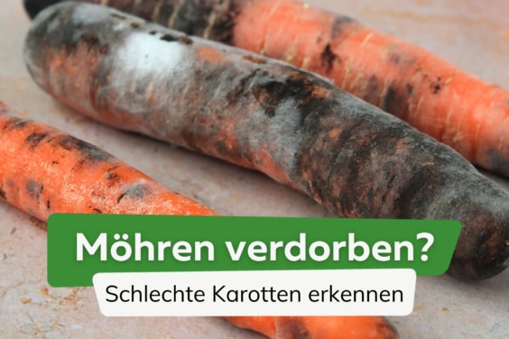 Wann sind Karotten schlecht? I Schimmel & Co