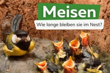 Wann verlassen Meisen das Nest?