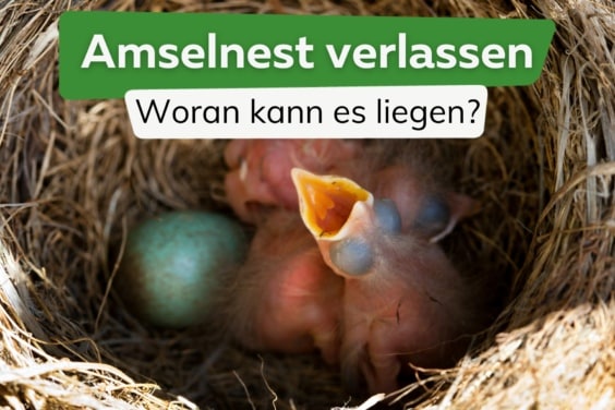 Warum kommst die Amsel nicht mehr zum Nest?