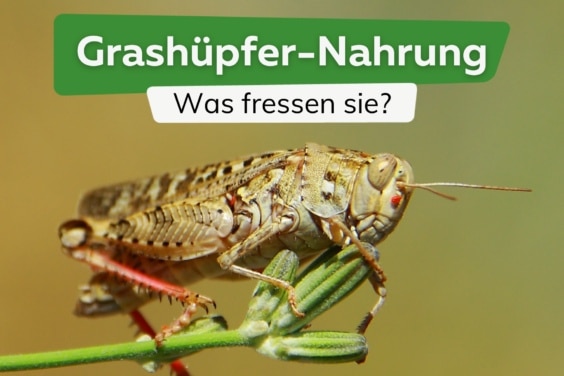 Was fressen Grashüpfer? | Nahrung von A-Z