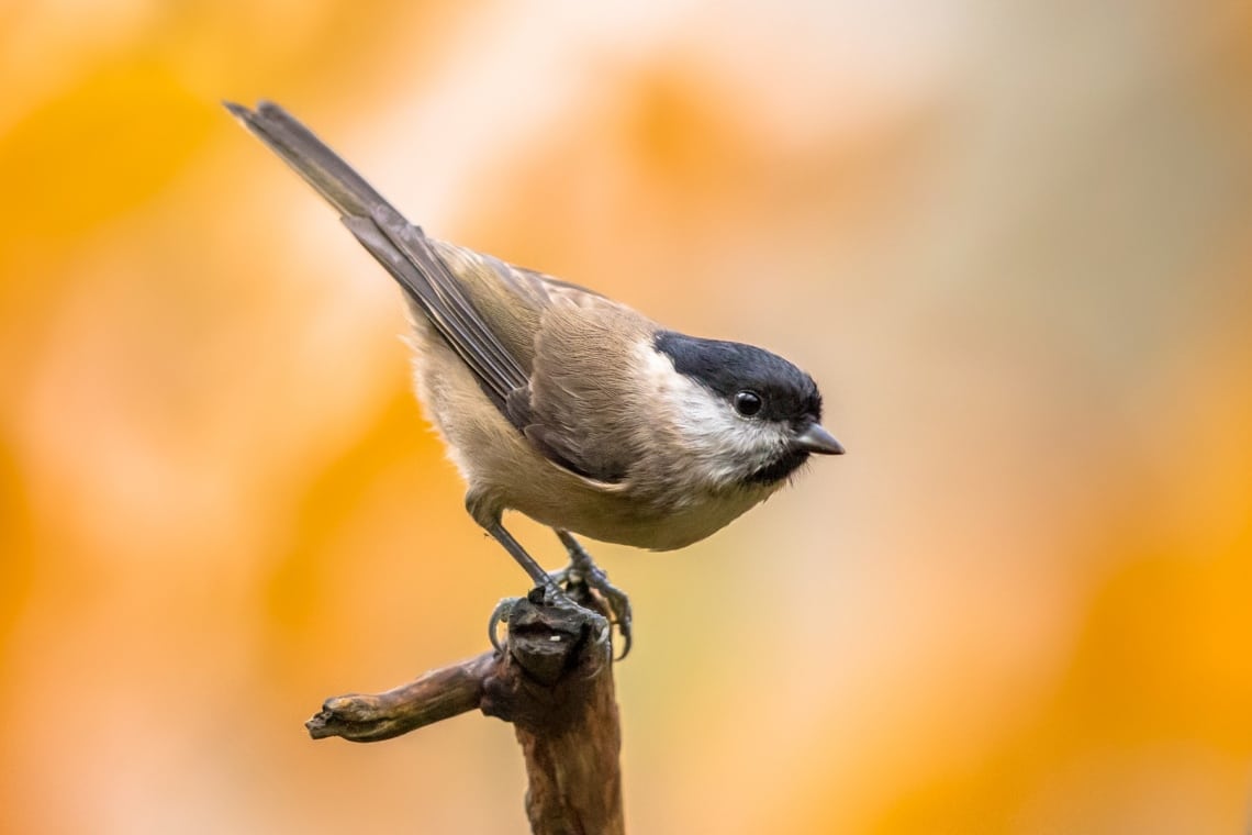 Weidenmeise (Poecile montanus)