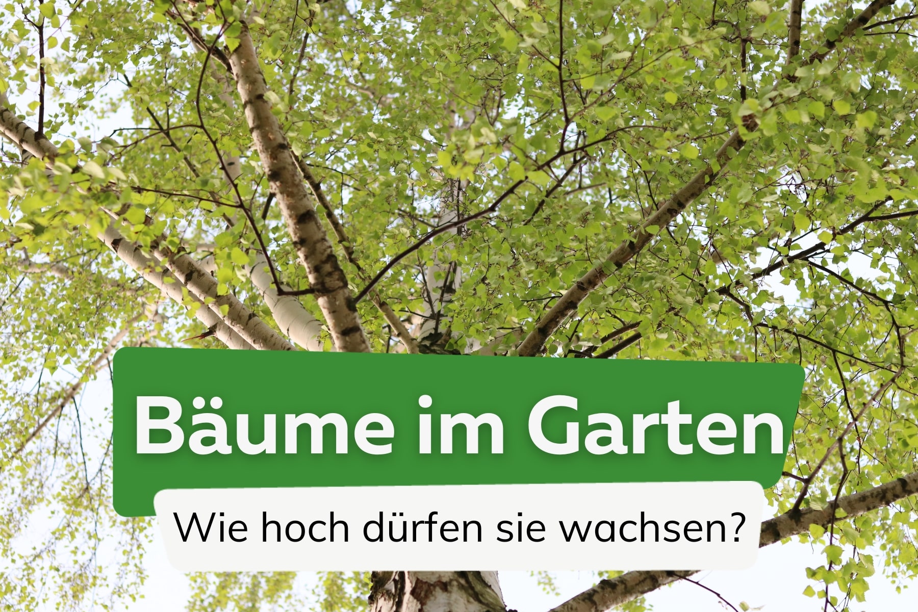 Wie hoch darf ein Baum im Garten und Wohngebiet sein?