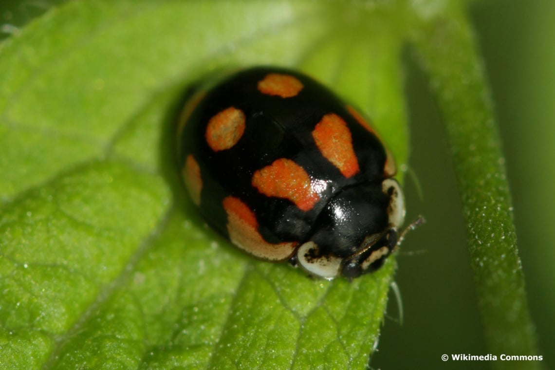 Zehnpunkt-Marienkäfer (Adalia decempuntata)