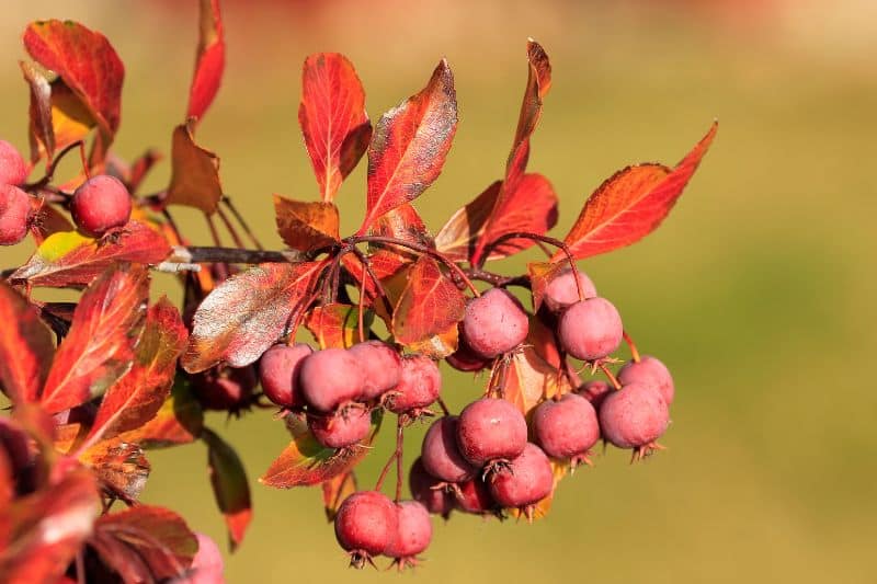 Zierapfel 'Evereste' (Malus)