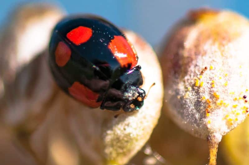 Zweipunkt-Marienkäfer (Adalia bipunctata)