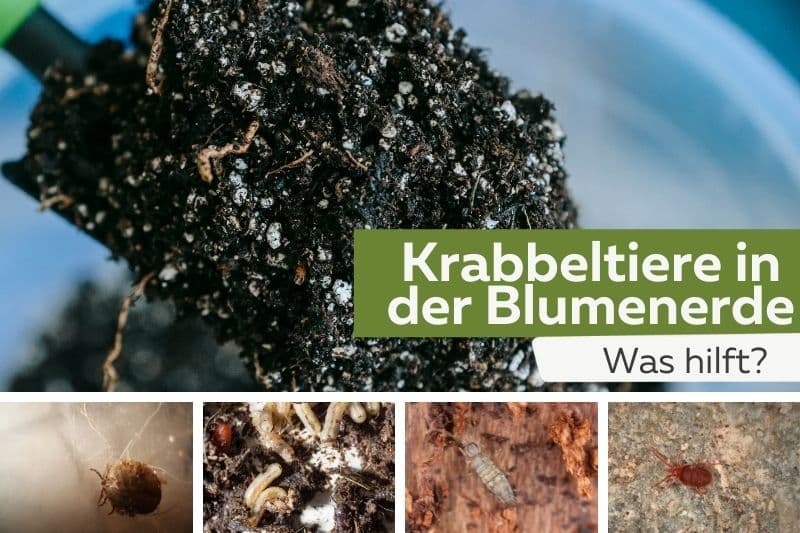 kleine Krabbeltiere in der Blumenerde Titel