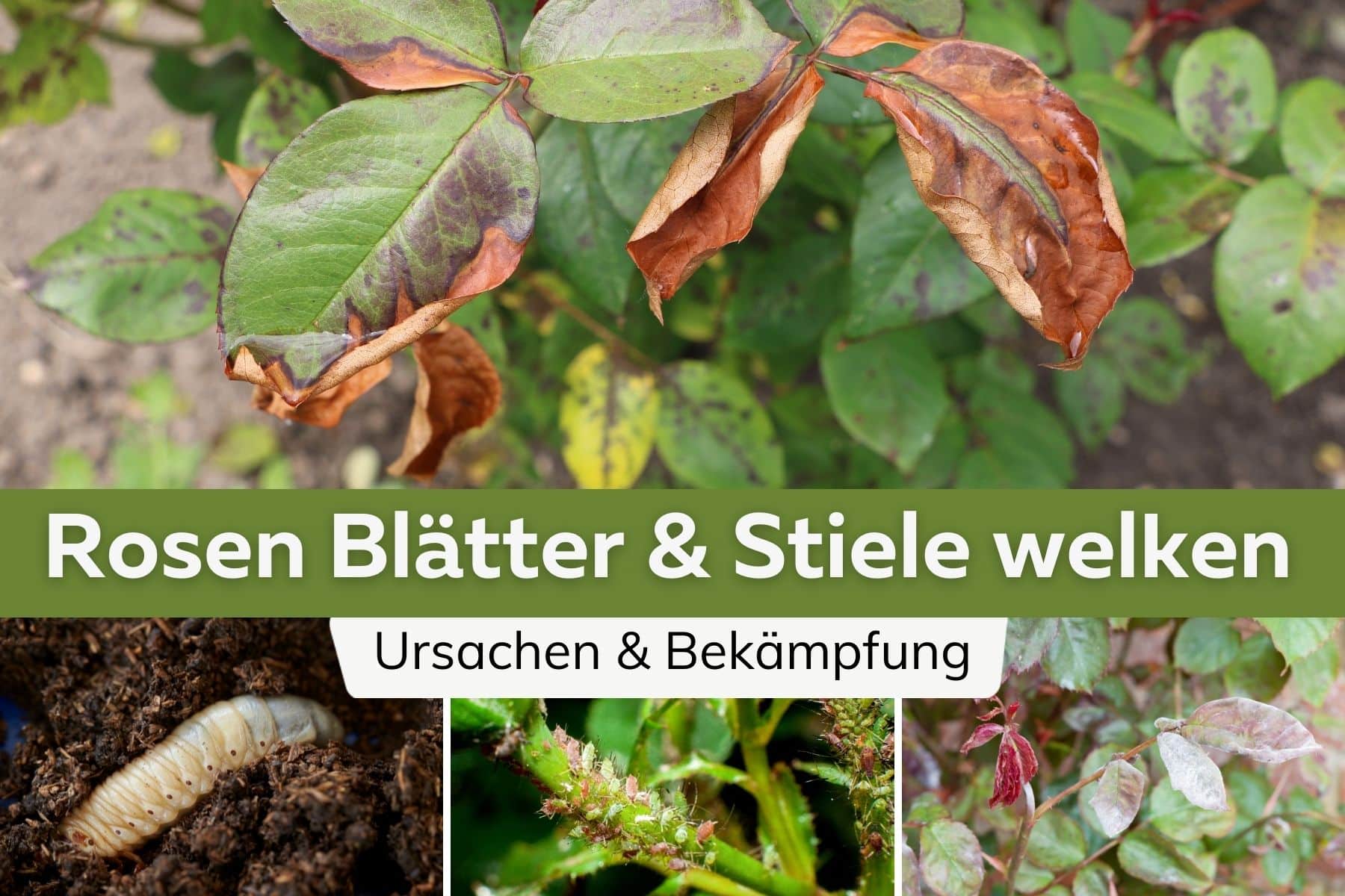 Rosen Blätter und Stiele welken