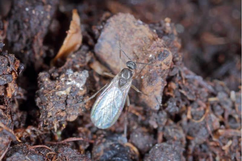 Trauermücke (Sciaridae)