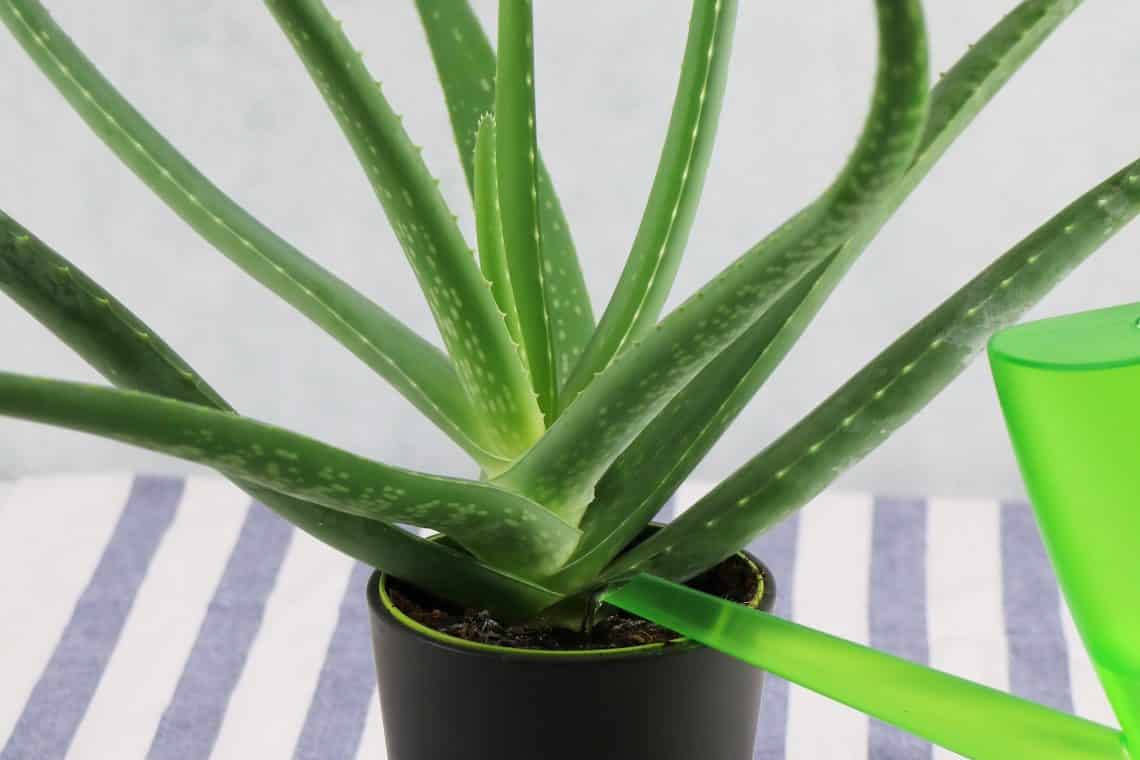 Aloe Vera gießen