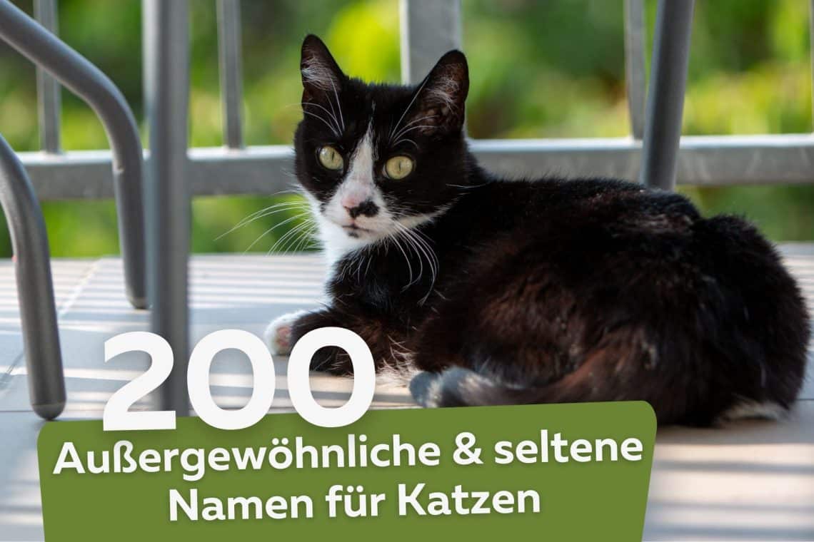 außergewöhnliche und seltene Namen für Katzen Titel