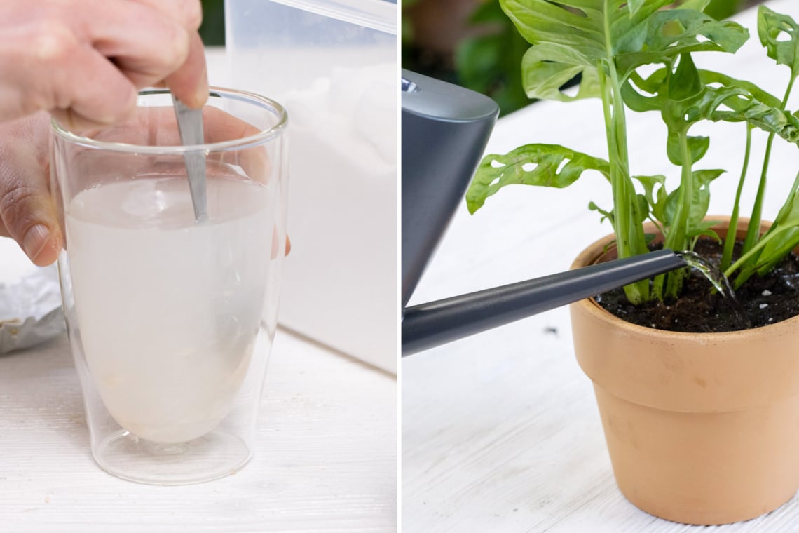 Backpulver mit Wasser vermischen und  Pflanze mit dem Gemisch gießen