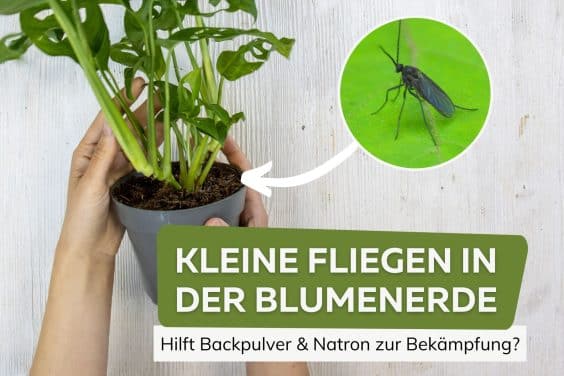 Backpulver/Natron bei kleinen Fliegen in Blumenerde Titel