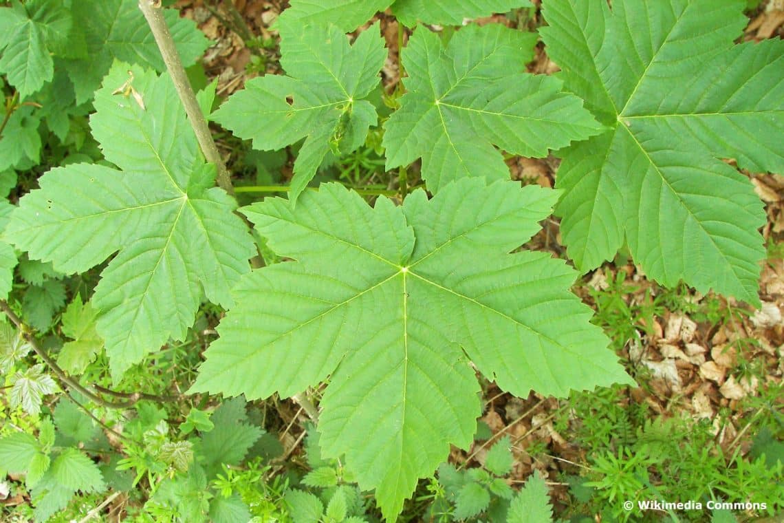 Berg-Ahorn (Acer pseudoplantanus)