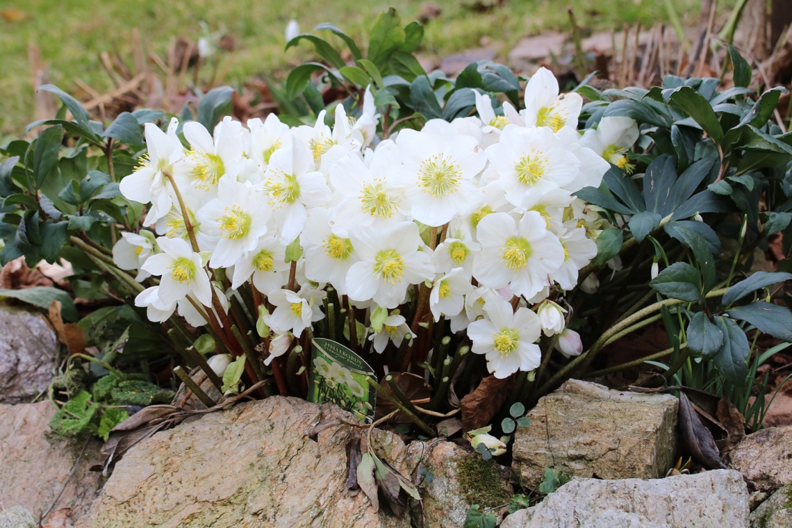 Christrose (Helleborus niger)