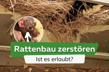 Darf man einen Rattenbau zerstören?