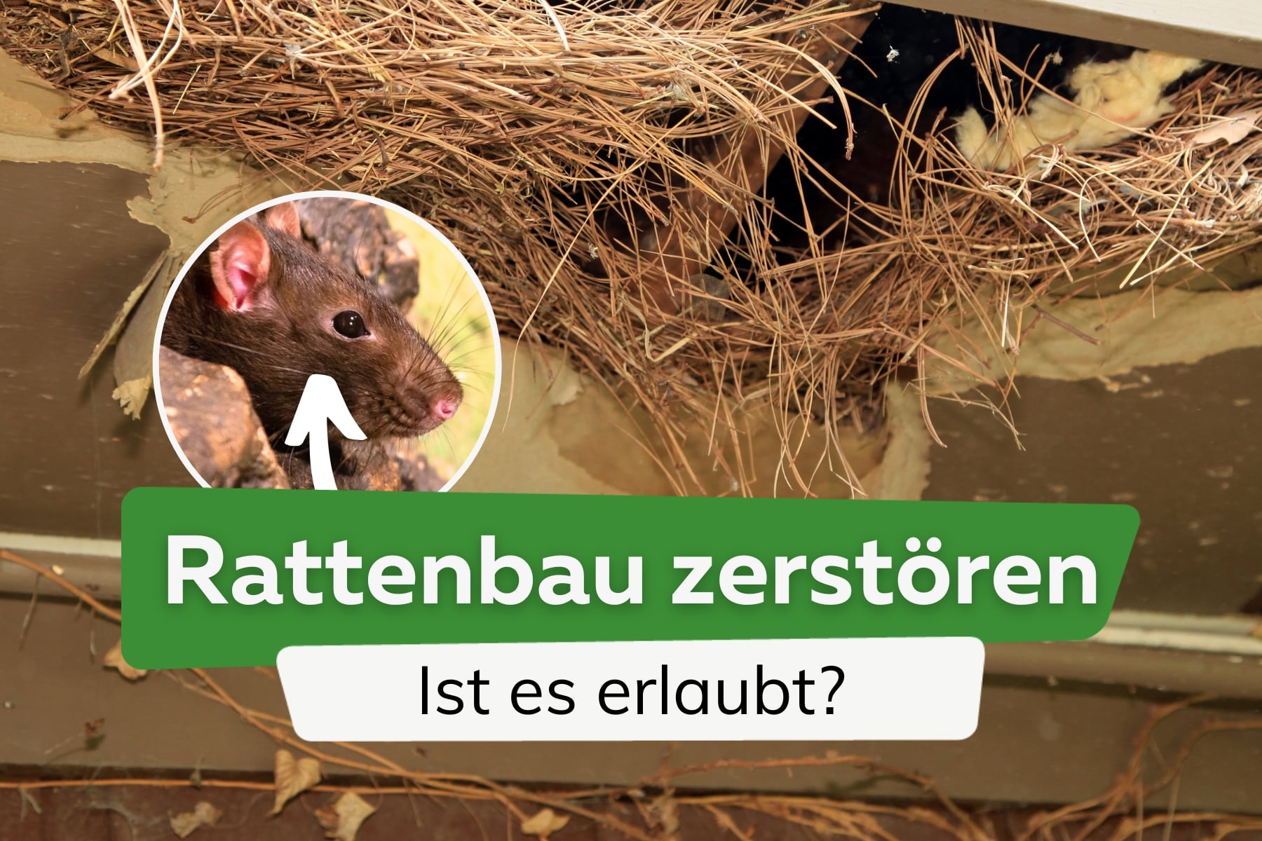 Darf man einen Rattenbau zerstören?