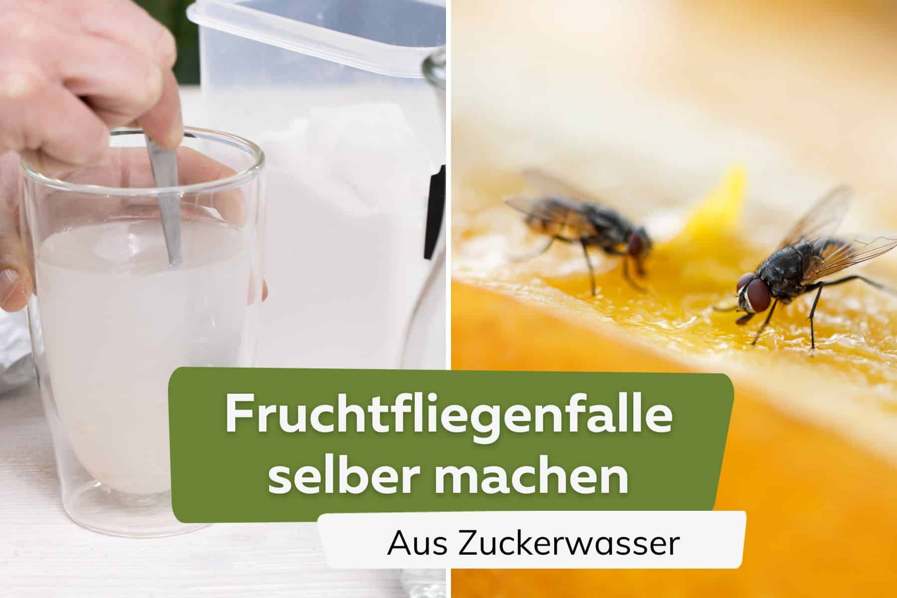 Fruchtfliegenfalle bauen Titel