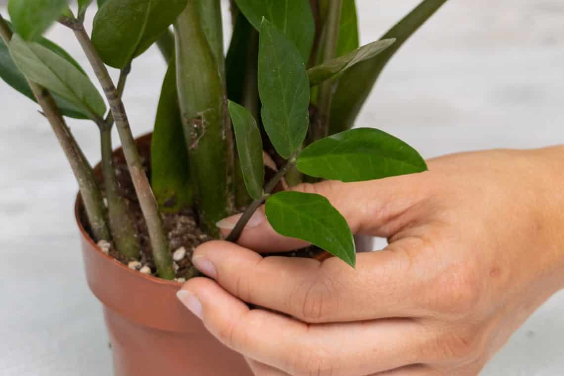 Glücksfeder (Zamioculcas) Ableger zeigen