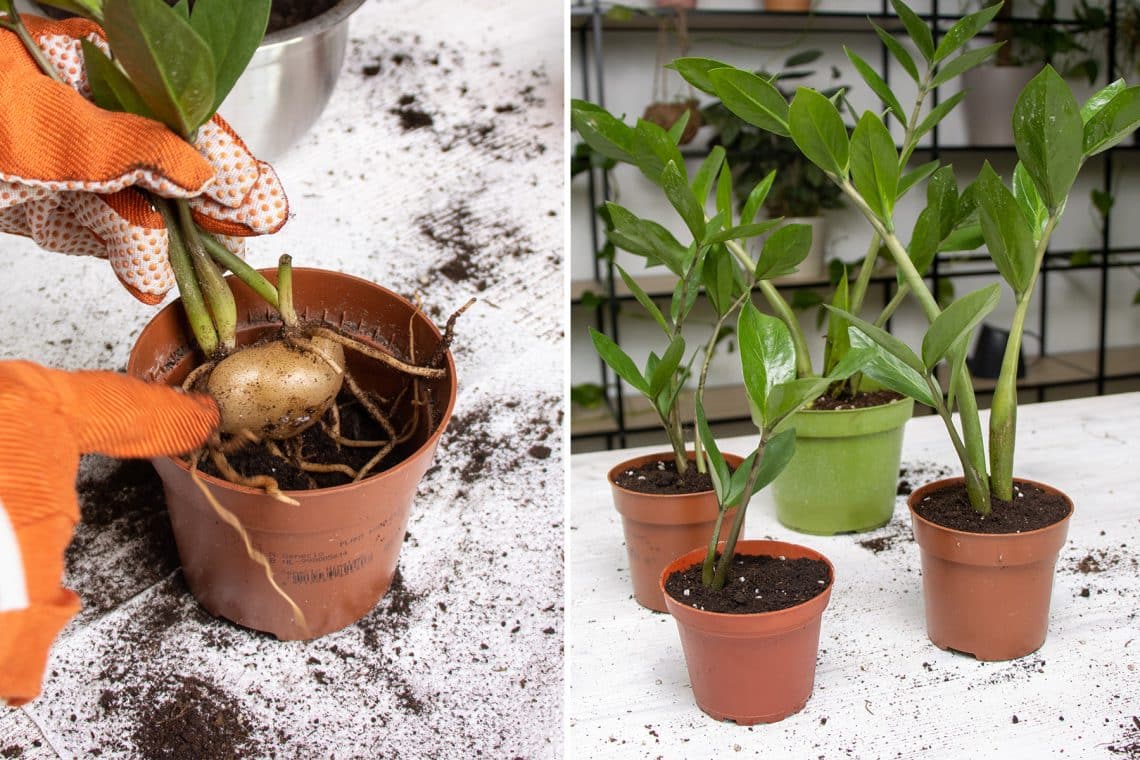 links: Glücksfeder (Zamioculcas) Ableger eintopfen, rechts: Mutterpflanze mit eingetopften Ablegern