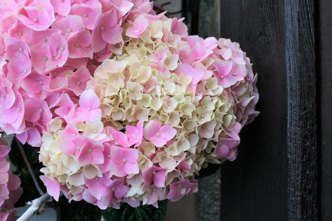 Weiße Hortensie mit rosa Blüten