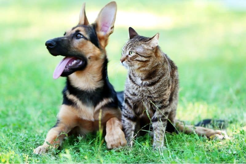 Hund und Katze