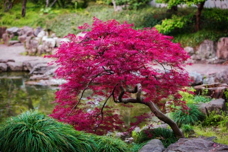 Japanischen Schlitzahorns Acer palmatum orangeola