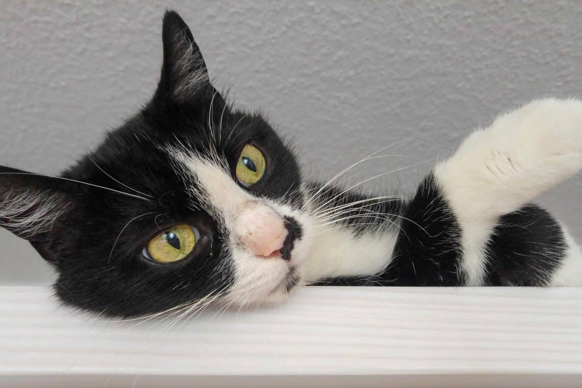 Katze auf einem Schrank