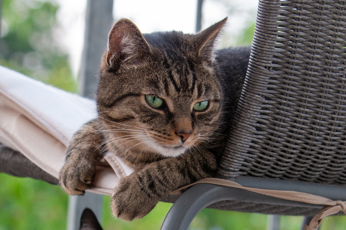 Getigerter Kater auf einem Stuhl