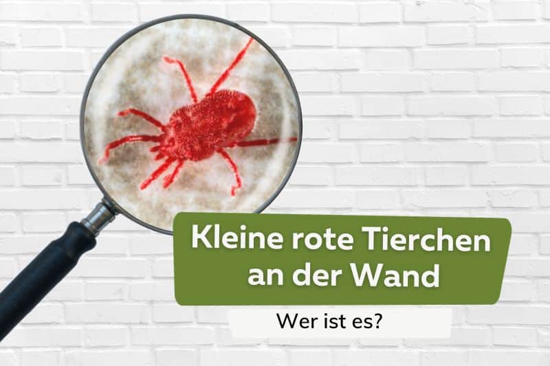 Kleine rote Tierchen an der Wand Titel