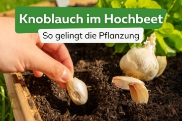 Knoblauch im Hochbeet pflanzen