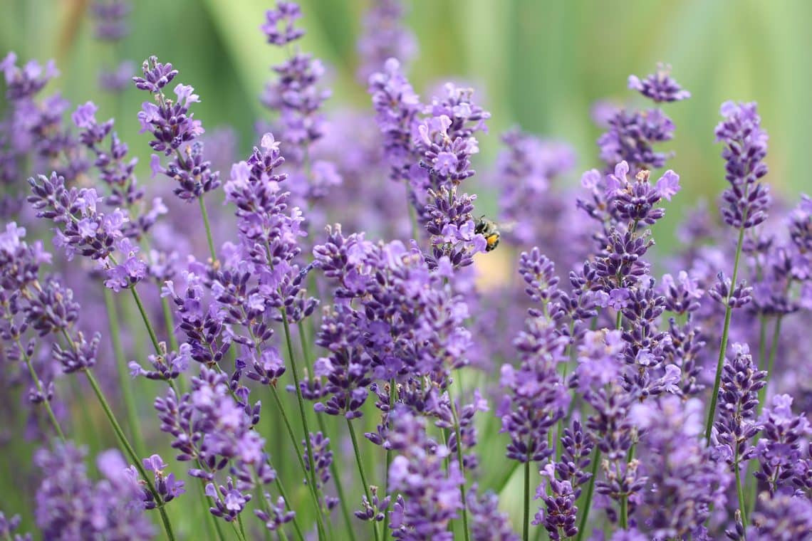 Echter Lavendel (Lavandula angustifolia) im August pflanzen