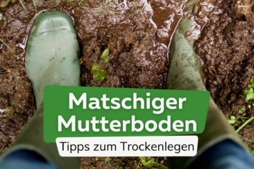 Matschiger Mutterboden: Nassen Boden/Erde verdichten