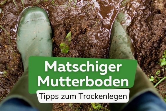 Matschiger Mutterboden: Nassen Boden/Erde verdichten