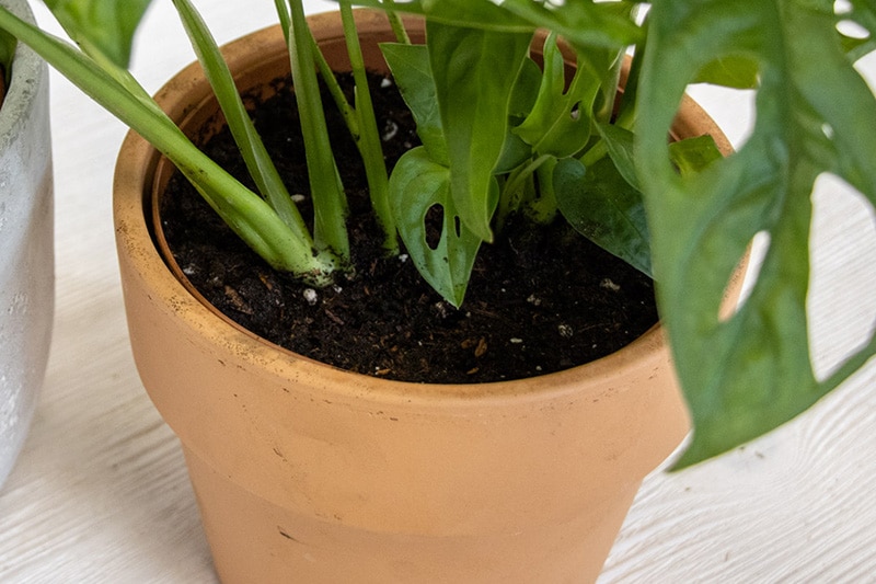 Monstera adansonii im Topf mit nasser Erde