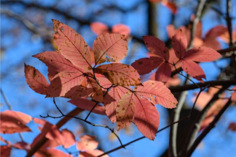 Nikko-Ahorn (Acer maximowiczianum)