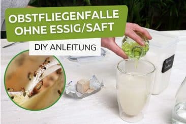 Obstfliegenfalle ohne Essig/Saft selber bauen