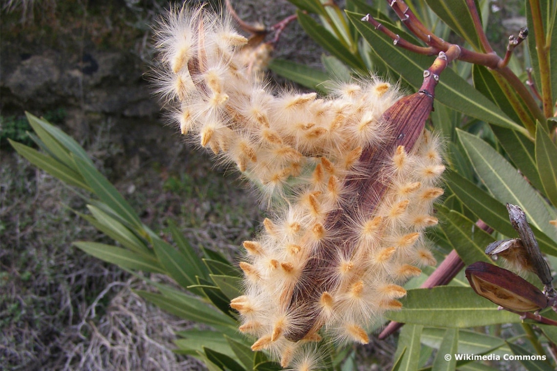 Oleander Samenkapsel aufgeplatzt