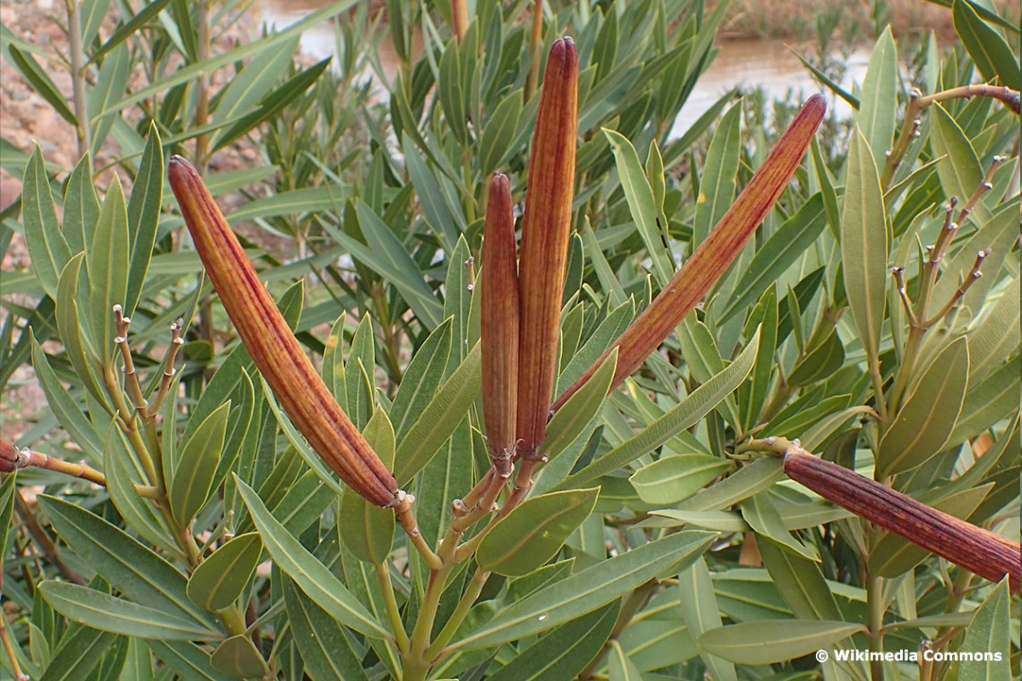 Oleander Samenkapseln