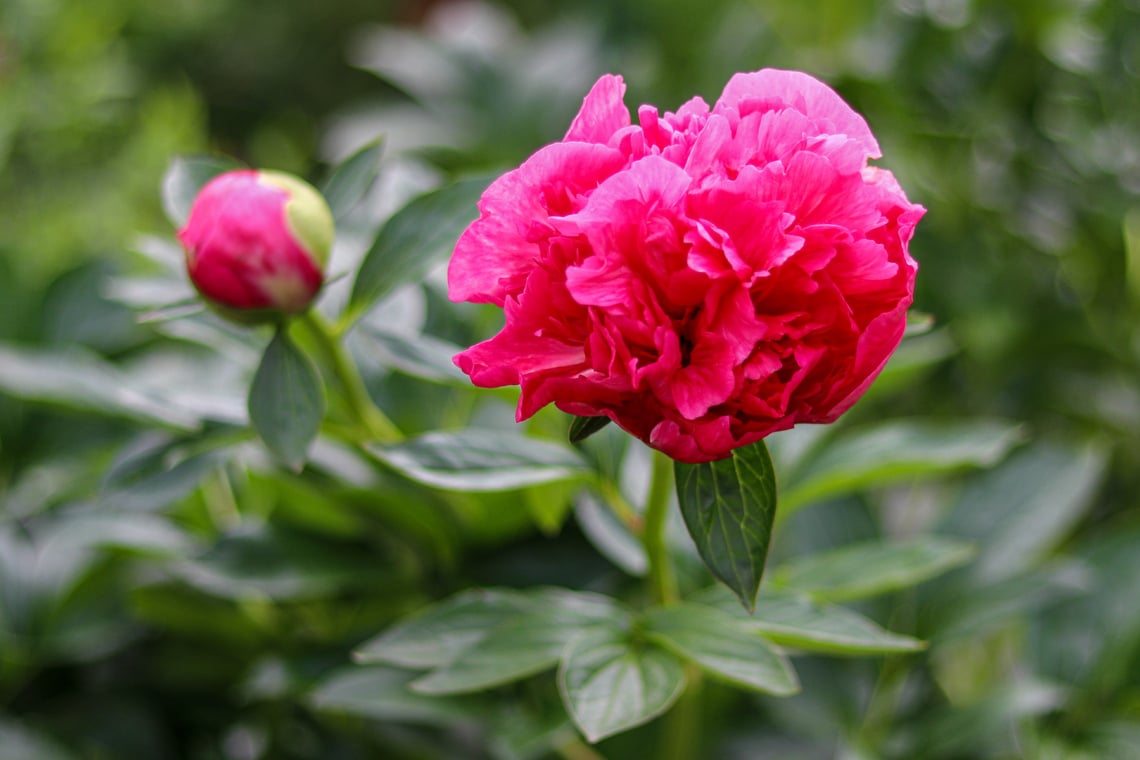 Pfingstrosen (Paeonia)