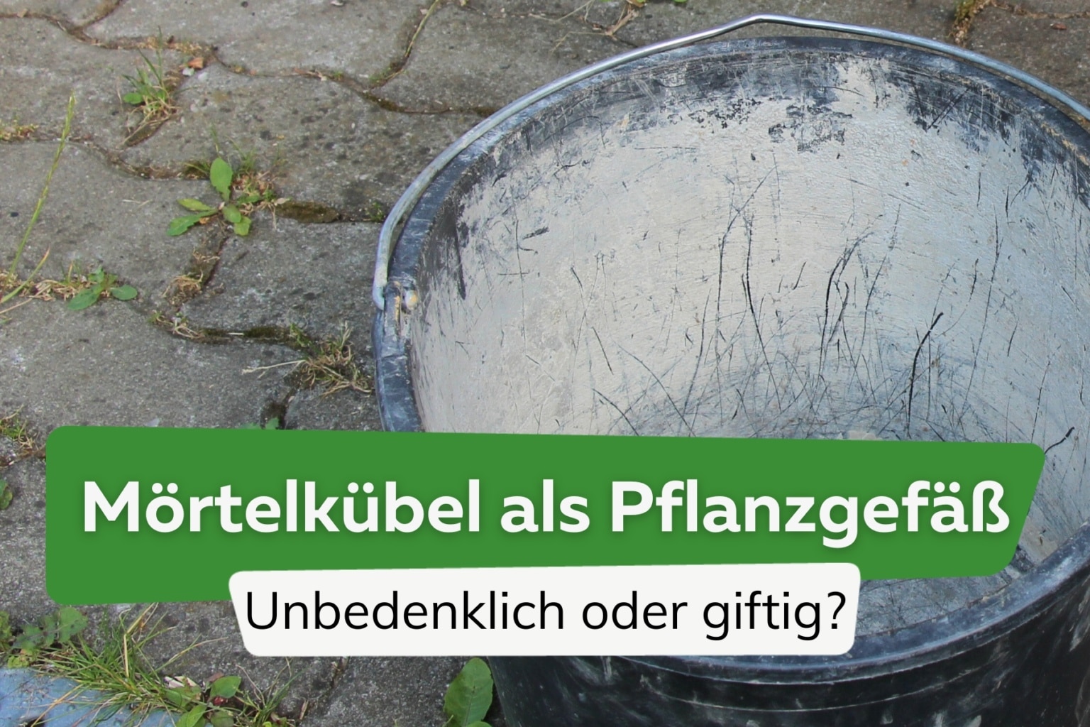 Pflanzen im Mörtelkübel giftig oder lebensmittelecht?