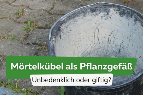 Pflanzen im Mörtelkübel: giftig oder lebensmittelecht?