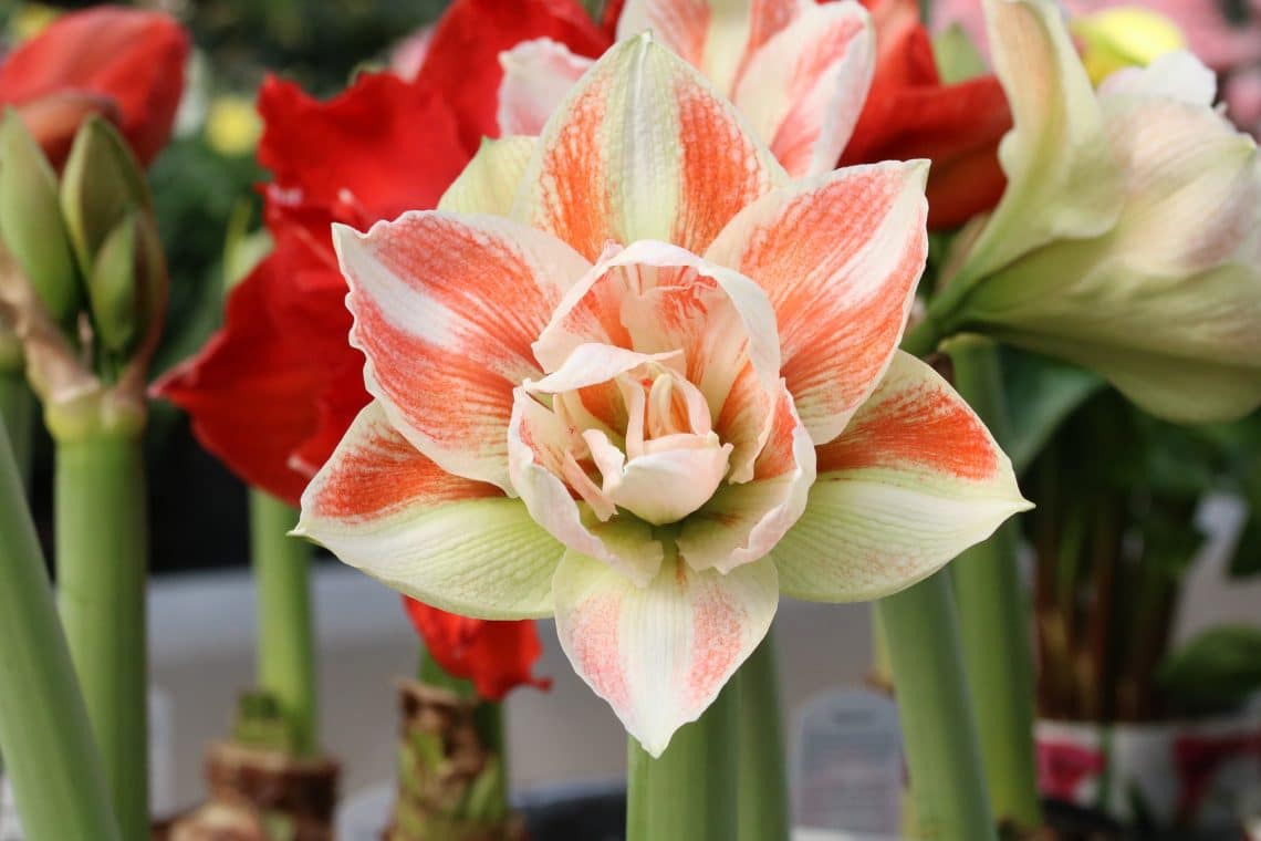 Amaryllis (Ritterstern) mit Blüte