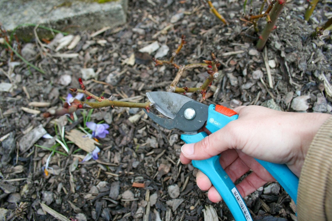 Steckling von Rose abschneiden mit einer Gartenschere