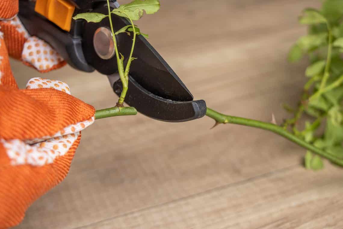 Rosen Steckling schneiden mit der Gartenschere